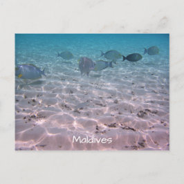Cartão Postal Laguna Branca de Peixe de Coral Maldivas Divertida