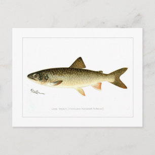 Cartão Postal Lake Trout