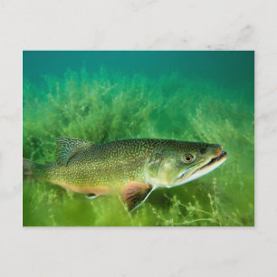 Cartão Postal Lake Trout Portrait, Emerald Lake, Montana