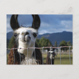 Cartão Postal Lama de sorriso engraçado em Oregon do sul