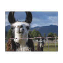 Lama de sorriso engraçado em Oregon do sul