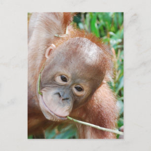Cartão Postal Lama Dental Selvagem Orangutan na ilha de Borneo