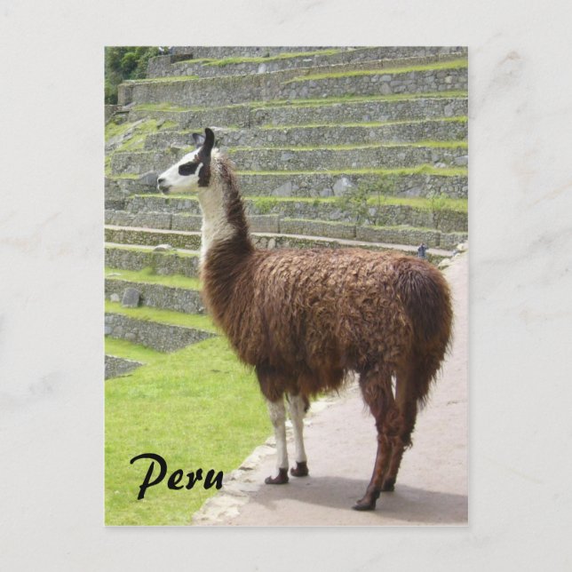 Cartão Postal lama peru (Frente)