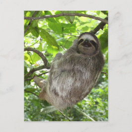 Cartão Postal Lama relaxada na natureza