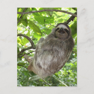 Cartão Postal Lama relaxada na natureza