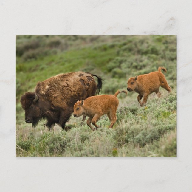 Cartão Postal Lamar Valley Mini Stampede (Frente)