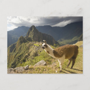 Cartão Postal Lamas e um olhar sobre Machu Picchu,