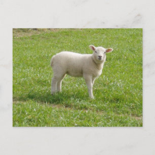 Cartão Postal Lamb