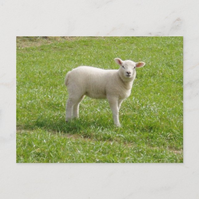 Cartão Postal Lamb (Frente)