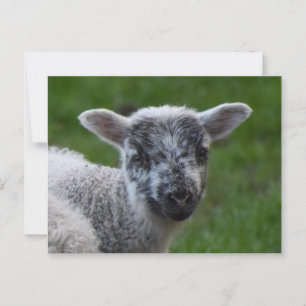 Cartão Postal Lamb