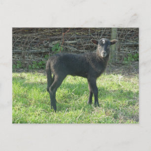 Cartão Postal Lamb 2012 - Ladymermaid