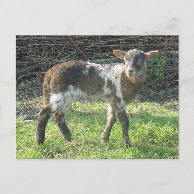 Cartão Postal Lamb 2012: SusannaDuffy (Frente)