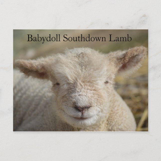 Cartão Postal Lamb Adorável Babydoll Southdown (Frente)