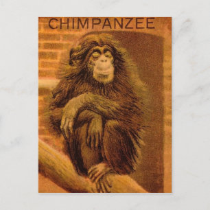 Cartão Postal Lâmina de Lanterna Mágica Vintage de Chimpanzé 189