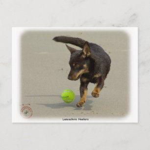 Cartão Postal Lancashire Heeler 9R056D-248