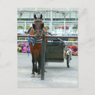 Cartão Postal Lancaster Horse