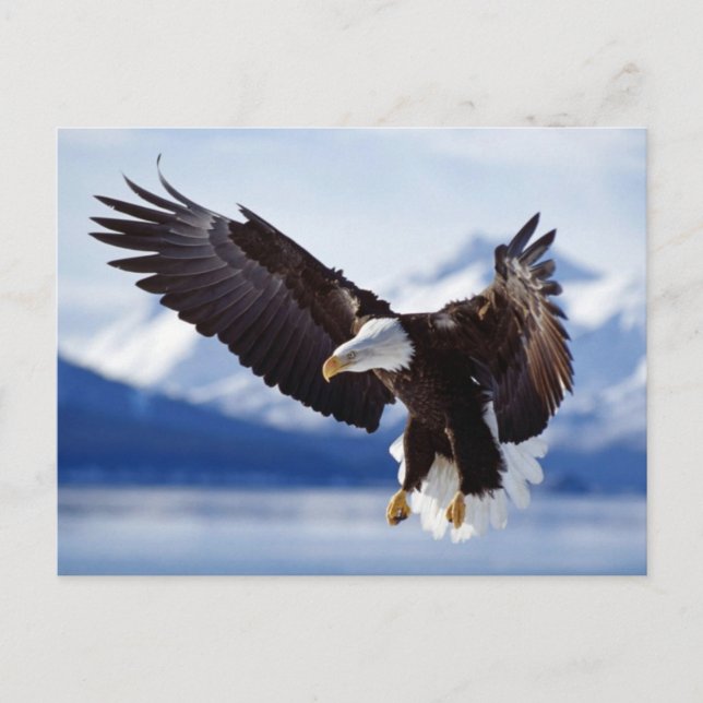 Cartão Postal Landing Bald Eagle (Frente)