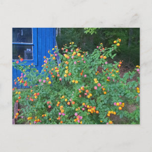 Cartão Postal Lantana Bush