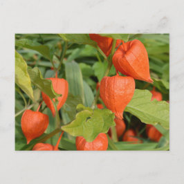 Cartão Postal Lanternas Chinesas (Physalis alkekengi)