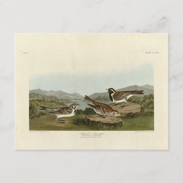 Cartão Postal Lapland Long-spur, das Aves da América de Audubon (Frente)