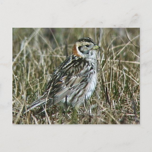 Cartão Postal Lapland Longspur (Frente)