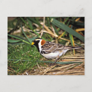 Cartão Postal Lapland Longspur