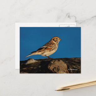 Cartão Postal Lapland Longspur Bunting Songbird em Diário ilumin