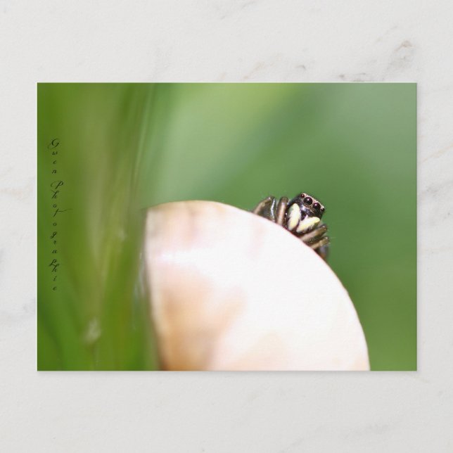 Cartão Postal L'araignée saltique "la sauteuse" (Frente)