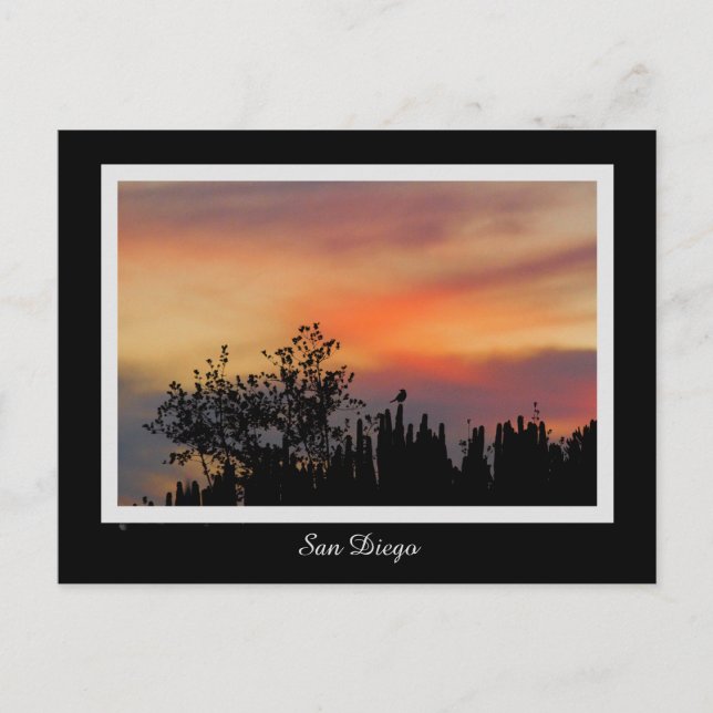 Cartão Postal Laranja cor-de-rosa de San Diego do pássaro (Frente)