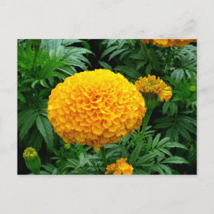 Cartão Postal Laranja-crisântemo