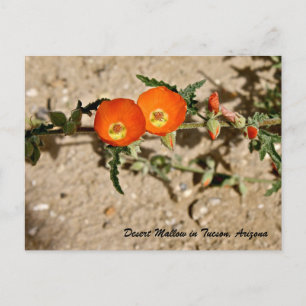 Cartão Postal Laranja Desert Mallow em Tucson, Arizona