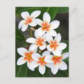 Cartão Postal laranja e frangipani branco