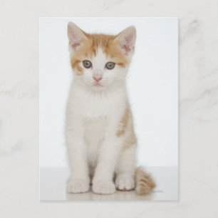 Cartão Postal Laranja e White Kitten