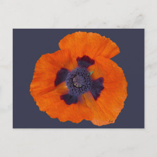 Cartão Postal Laranja Escarlate Poppy 1