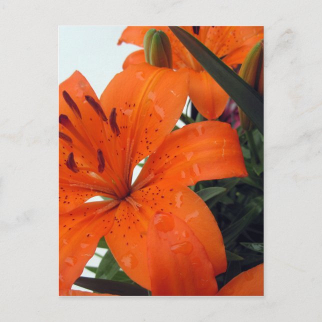 Cartão Postal Laranja LIly (Frente)