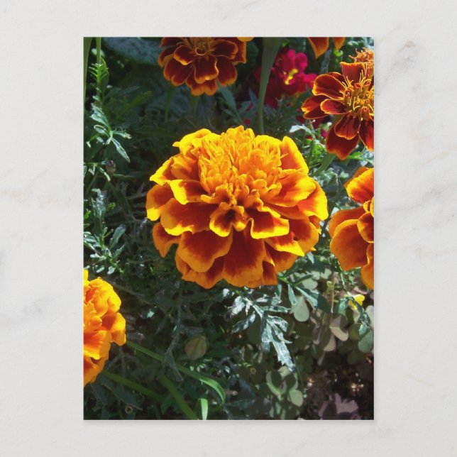 Cartão Postal Laranja Marigolds Vertical (Frente)