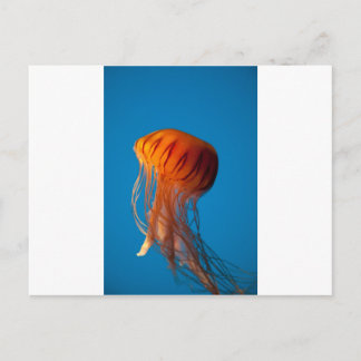 Cartão Postal Laranja-medusa