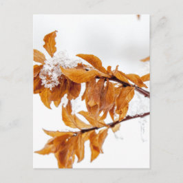 Cartão Postal Laranja no inverno