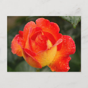 Cartão Postal Laranja Rosa Floral