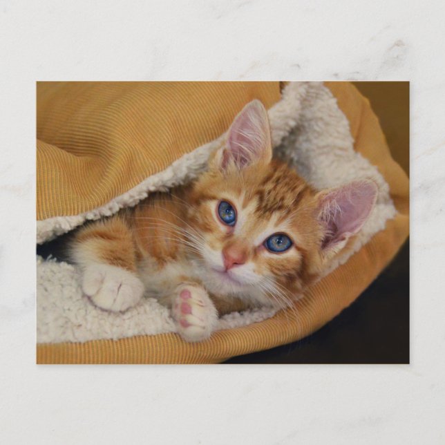 Cartão Postal Laranja Tabby Kitten na cama (Frente)