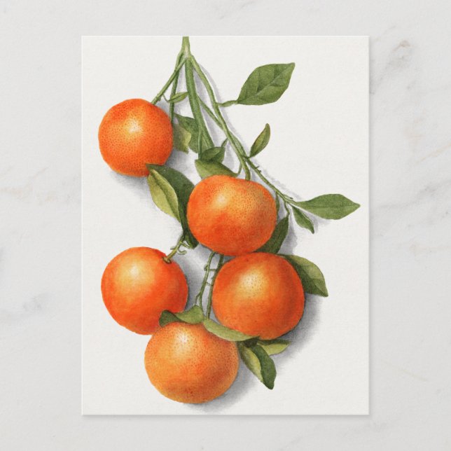 Cartão Postal Laranjas (Calamondian) Fruta Watercolor Painting P (Frente)