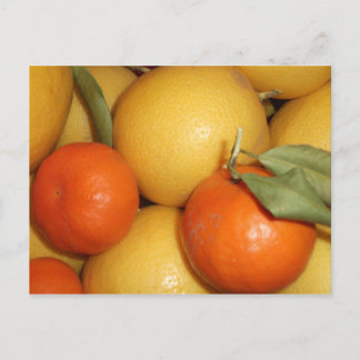 Cartão Postal Laranjas e limões