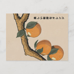 Cartão Postal Laranjas Frescas Lindas