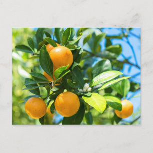 Cartão Postal Laranjeira Frutífera