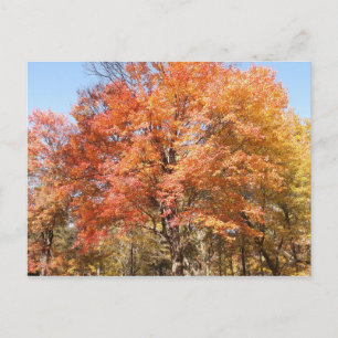 Cartão Postal Laranjeiras