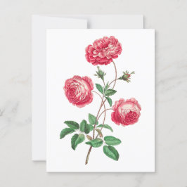 Cartão Postal Large Provence Rosa (1770-1775), por John Edwards.