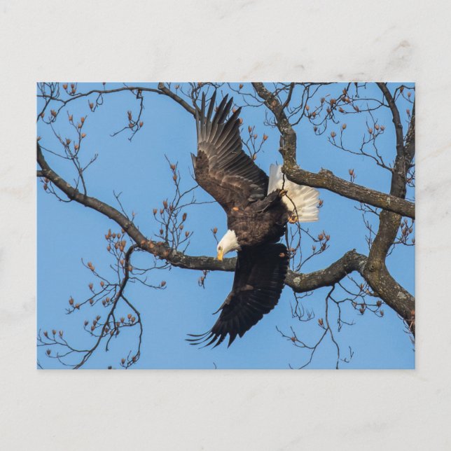 Cartão Postal Largura da Águia Balda (Frente)