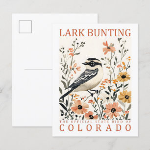 Cartão Postal Lark Bunting Bird, Viagem do Colorado USA
