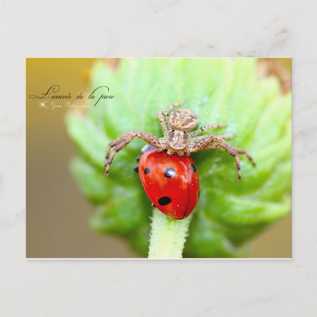 Cartão Postal L'arrivée de la proie (Frente)