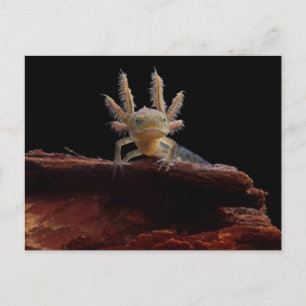Cartão Postal Larva-do-neto-greco